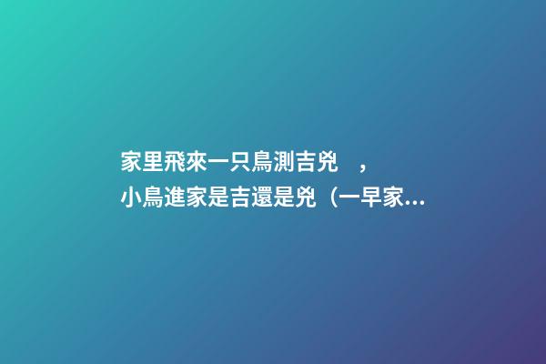 家里飛來一只鳥測吉兇，小鳥進家是吉還是兇（一早家里飛來一只鳥測吉兇）